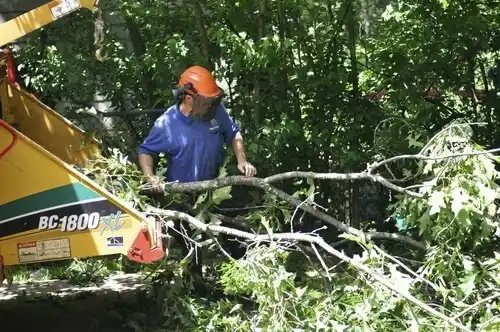 tree services Calcutta